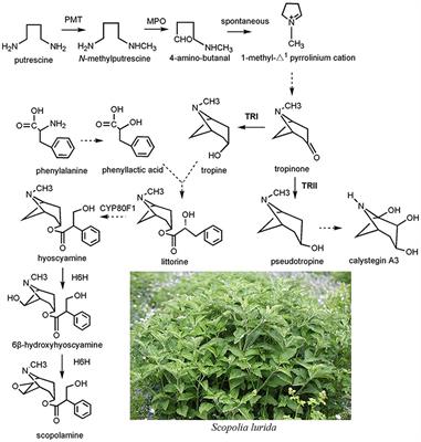 Enhancing Tropane Alkaloid Production Based on the Functional Identification of Tropine-Forming Reductase in Scopolia lurida, a Tibetan Medicinal Plant